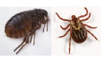 Flea and Tick Protection