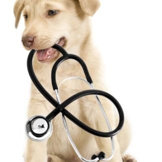 hunting dog medical supplies