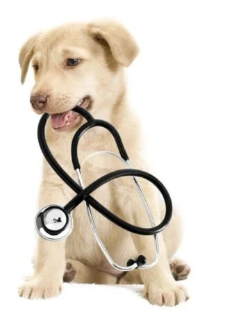 Hunting Dog Meds