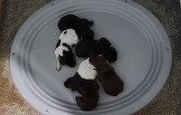 The Whelping Nest